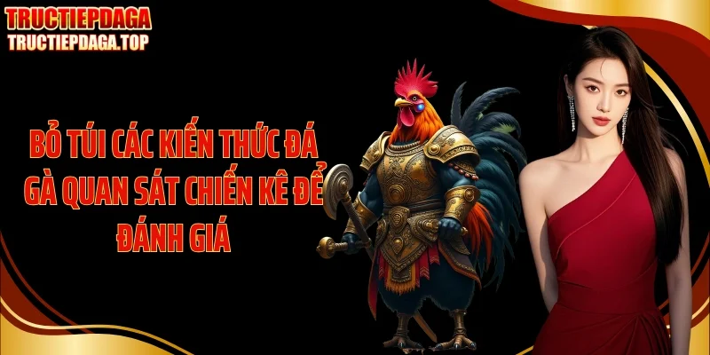 bo tui cac kien thuc da ga quan sat chien ke de danh gia Bỏ túi các kiến thức đá gà quan sát chiến kê để đánh giá