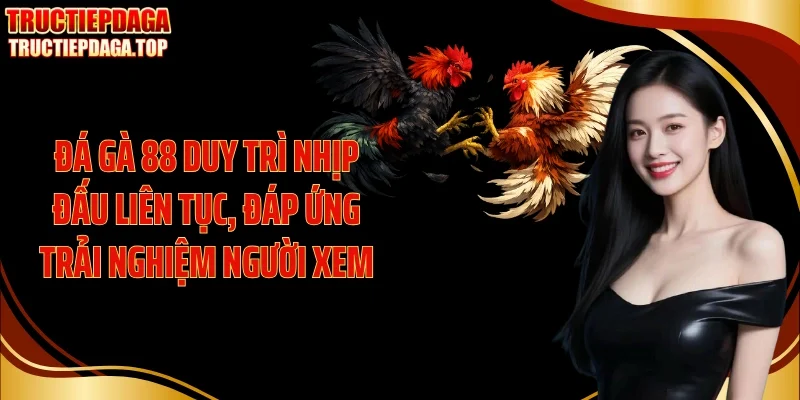 Đá gà 88 duy trì nhịp đấu liên tục, đáp ứng trải nghiệm người xem